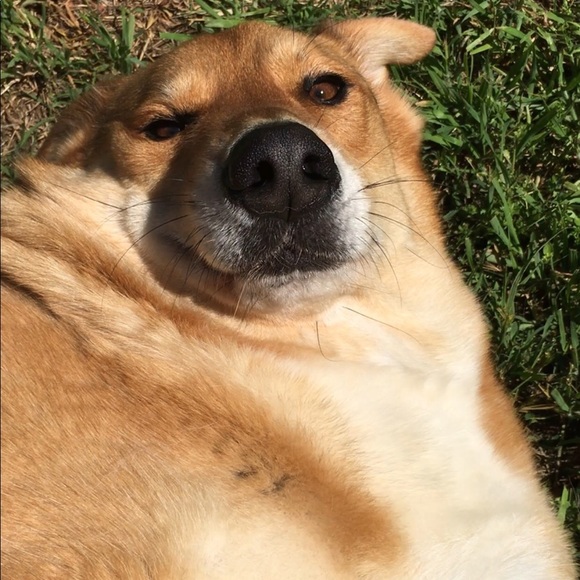 Meet your Posher, Casey - Picture 5 of 5